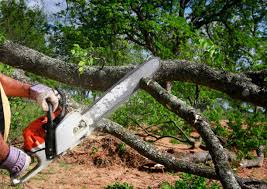 Best Tree Preservation Services  in Hinton, WV